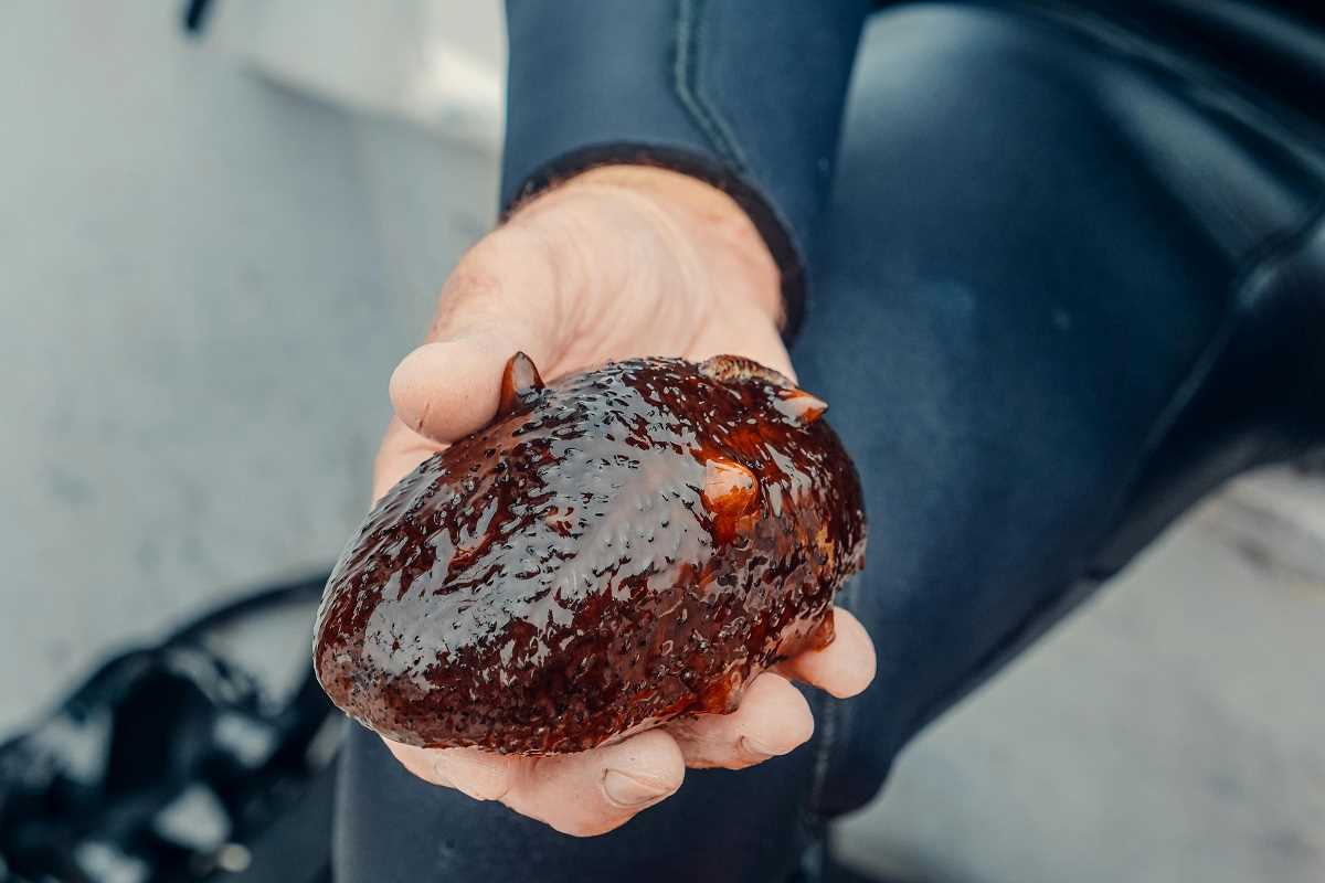 The Daily Life of a Marine Biologist Studying Ocean Ecosystems